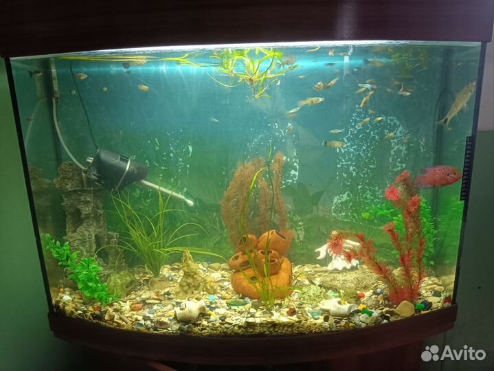 Аквариум