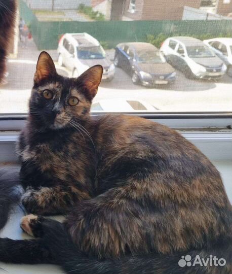 Котёнок подросток ищет дом