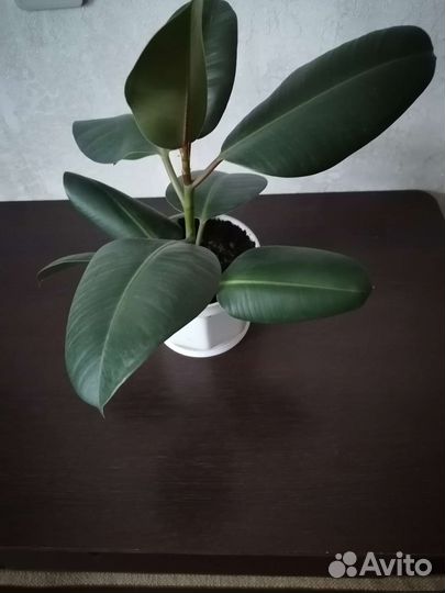 Дендробиум