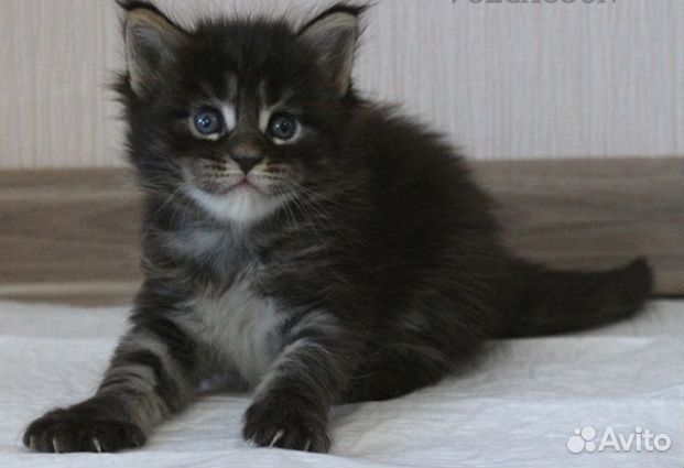 Котята Мэйн Кун