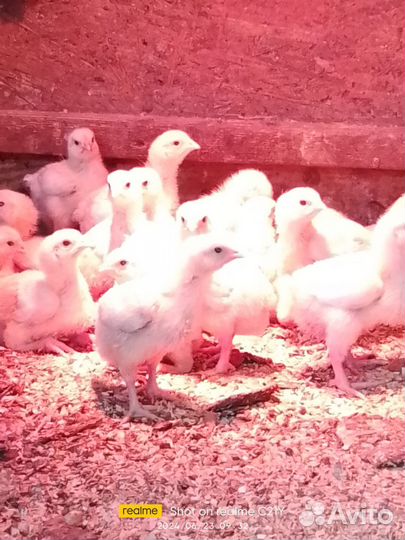 Цыплята бройлера подрощенные