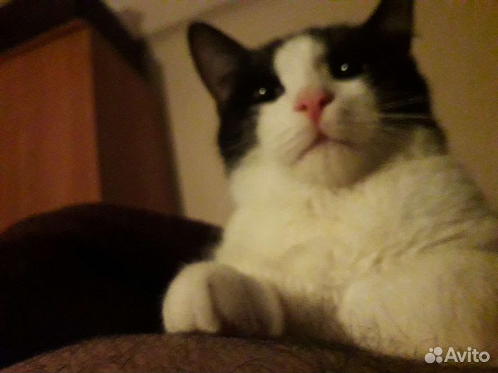 Кот