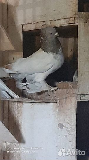 Бойные такла таджики