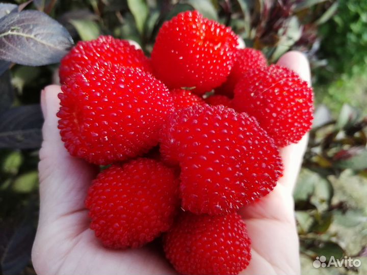 Саженцы ежемалины