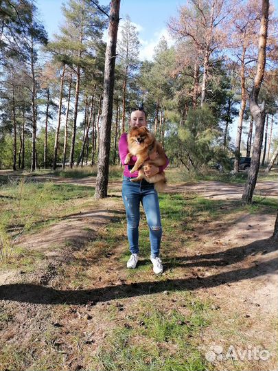 Передержка кошек