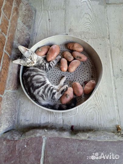 Котята бенгал и британка