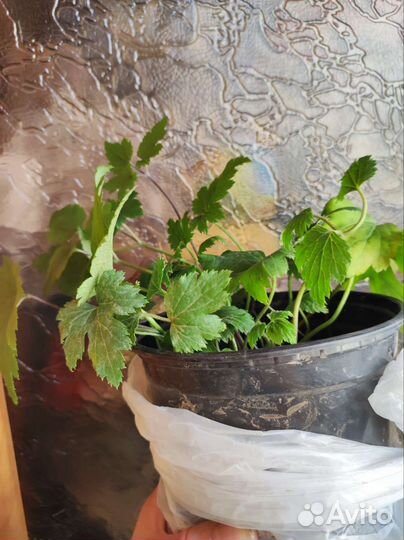 Анемона японская