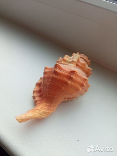 Морские ракушки раковины