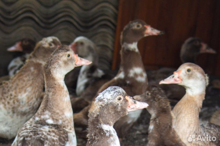 Индоутки - мускусные утки