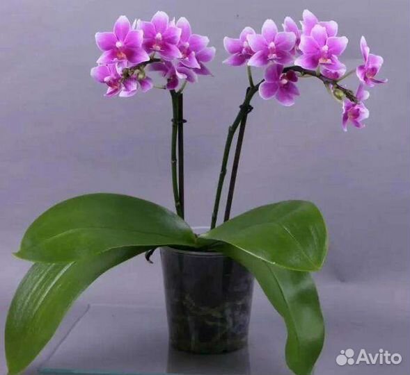 Орхидея Violetta
