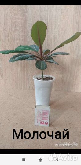 Комнатные растения