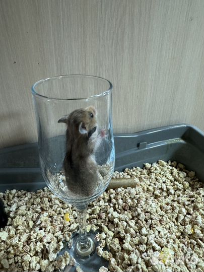 Сирийские хомяки