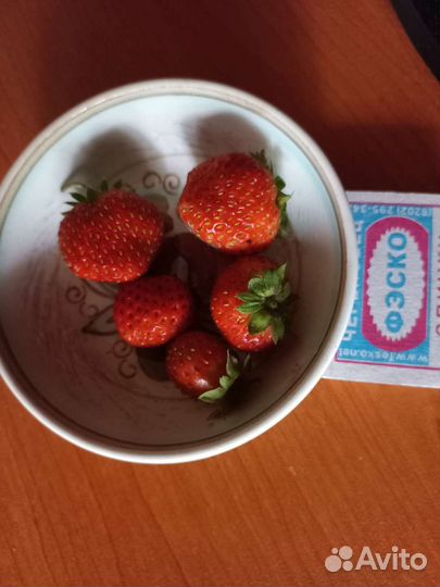 Рассада клубники