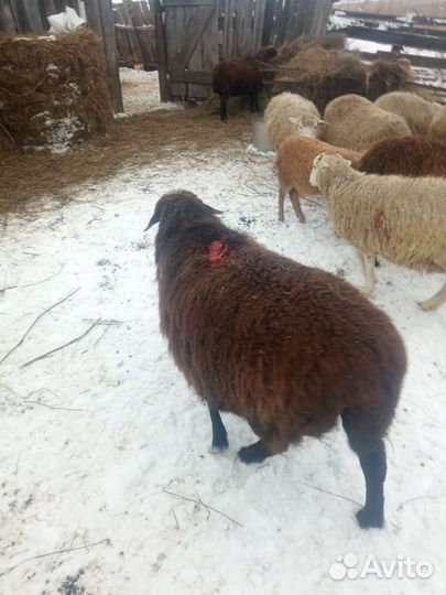 Овцы бараны ягнята оптом