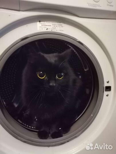 Котоняня. Передержка котов и кошек