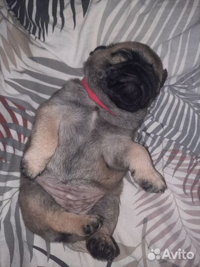 Щенки мопса