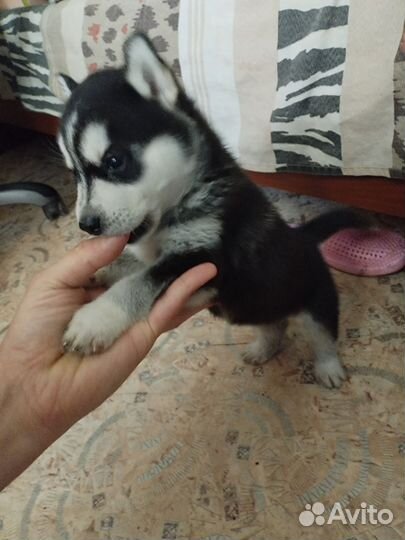 Малыши Хаски