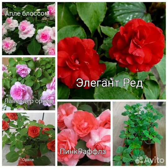 Бальзамины сортовые