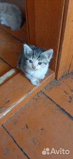 Отдам котенка в добрые руки