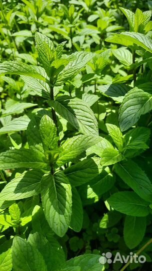 Мята и мелисса