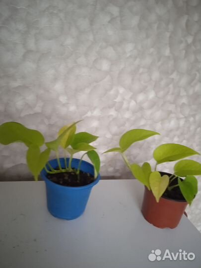 Лиана эпипремнум неон