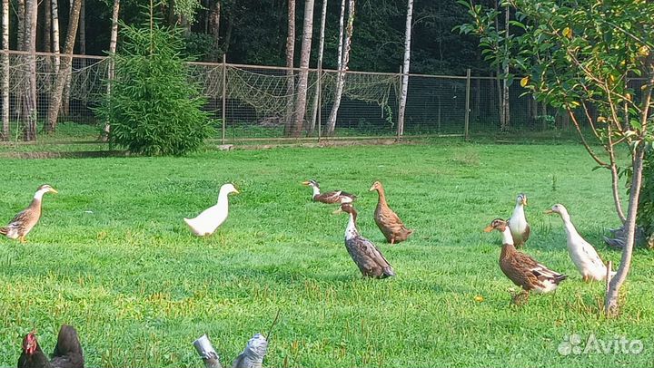 Утки молодые