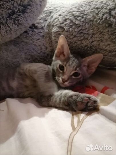 Котенок сфинкса