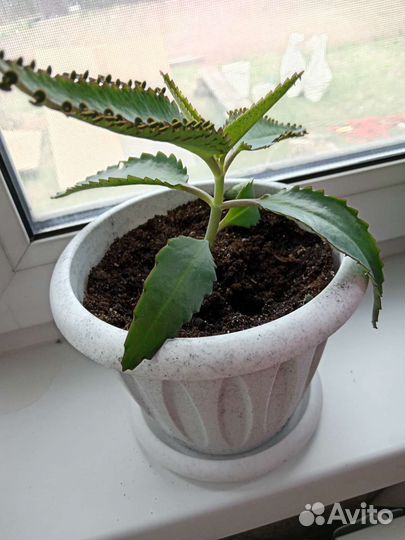 Каланхоэ лечебное поштучно