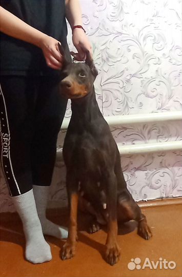 Доберман девочка отдается