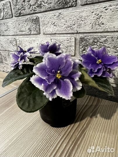 Фиалки сортовые