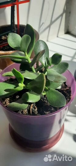 Толстянка, денежное дерево