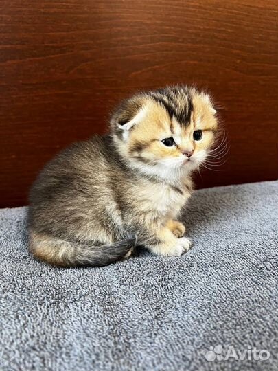 Шотландские котята