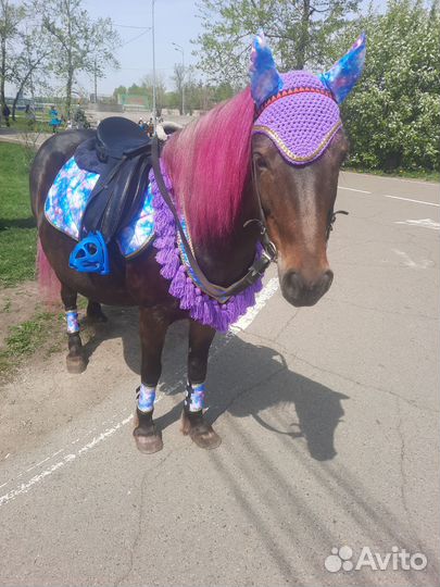 Конные прогулки и фотосессии