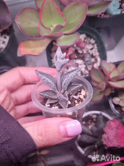 Echeveria Paul Bunyan var. Lenophyllum guttatum