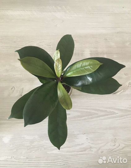 Фикус циатистипула