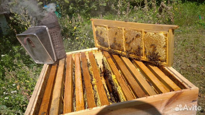 Мед в сотах