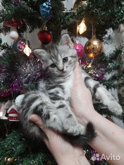 Шотландские-рождественские котята