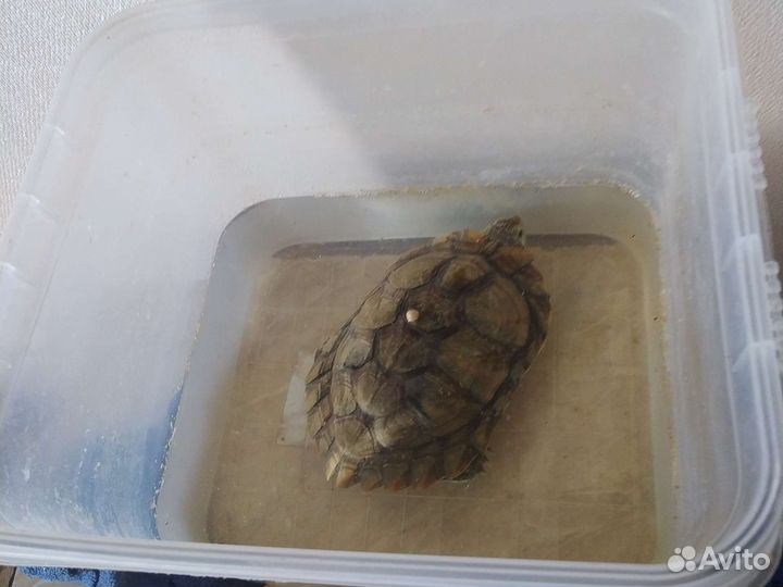 Красноухая черепаха бесплатно