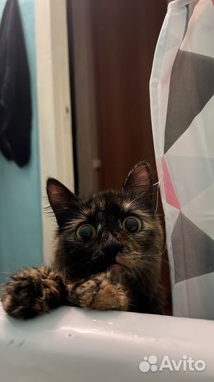 Кошка в дар бесплатно