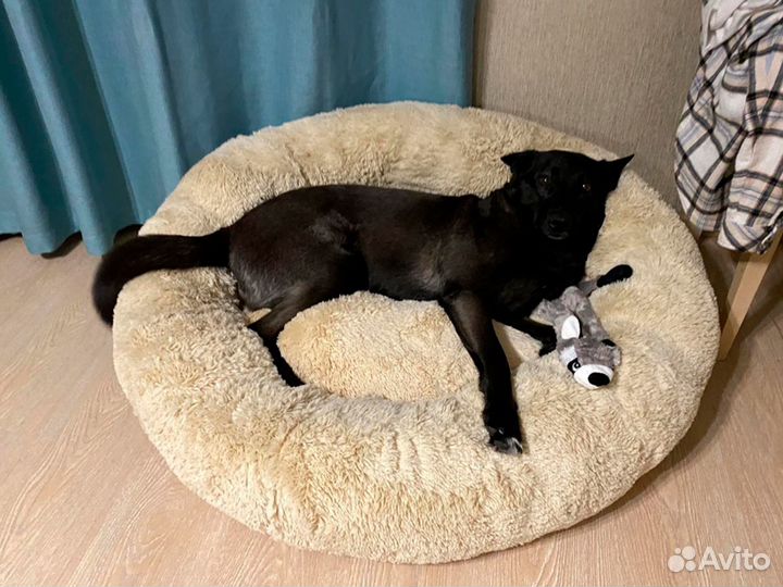 Лежанка для собак Бесплатная Доставка по России