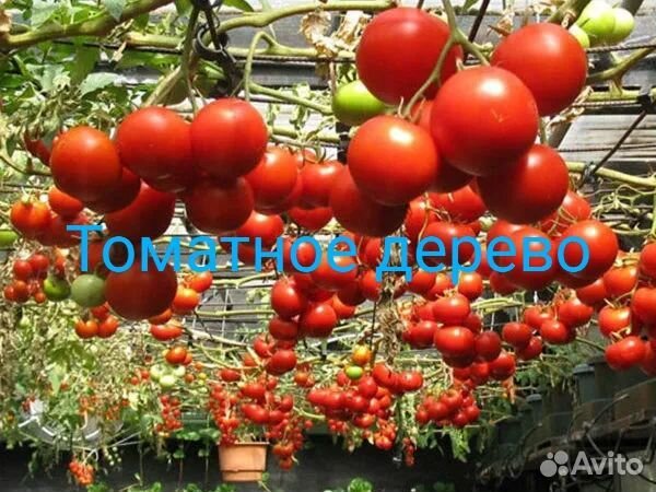 Томатное дерево