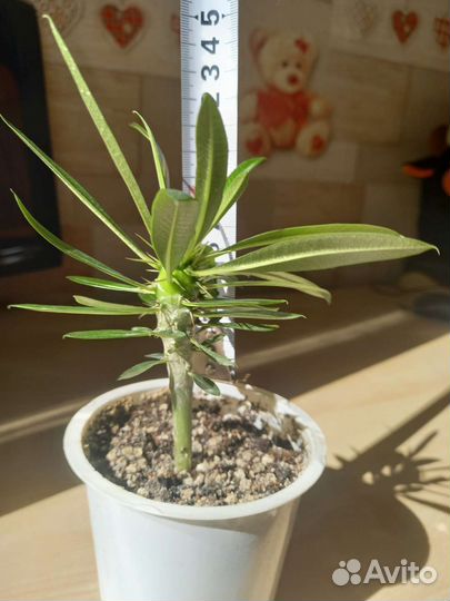 Пахиподиум ламера