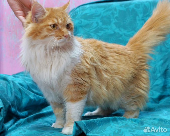 Котик 1 год