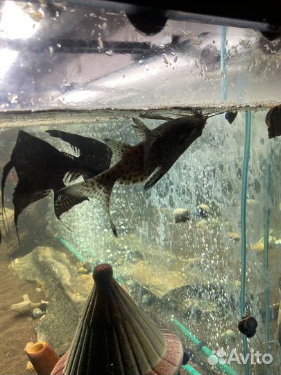 Сом Синодонтис