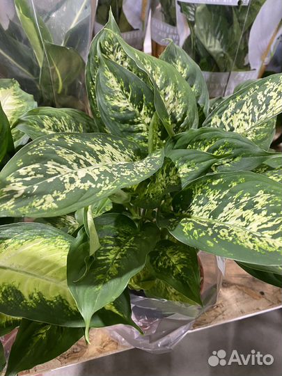 Диффенбахия Грин Меджик, Камилла