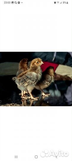 Инкубационное яйцо Кучинской юбилейной