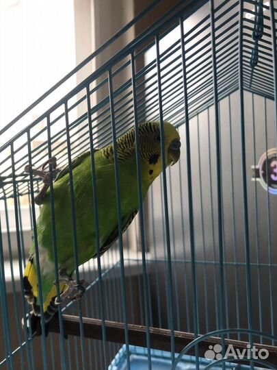 Волнистый попугай с клеткой