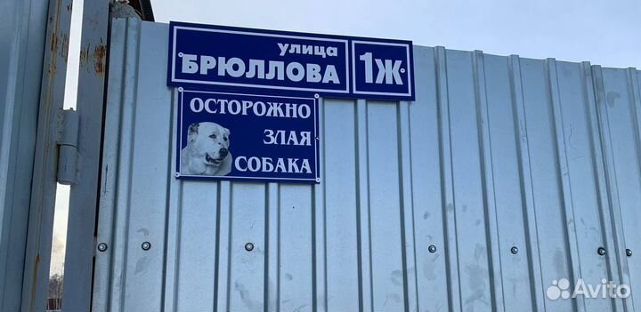Рыба язь 800+ с/м