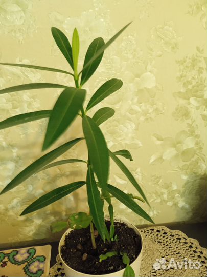 Фикус биннендийка Али иволистный