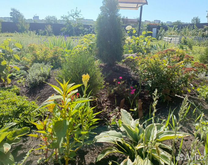 Многолетники садовые